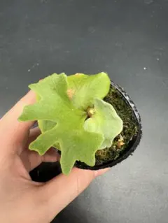 2026年最新】リドレイの人気アイテム - メルカリ