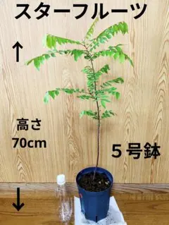 スターフルーツ　ゴレンシ　実生苗　ポット苗　熱帯果樹　果樹苗　フルーツ苗のサムネイル