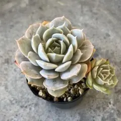 札付き❤️シムランスLS✕チワワエンシス✨ 2025年最新】ランスⅣの人気アイテム - メルカリ