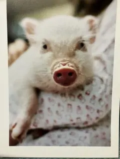 Item thumbnail for item ca16fcad-a5f7-47fa-9557-fcdb1d2c3c85