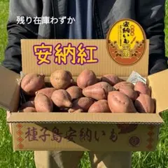 種子島安納いも Lサイズ 5㎏