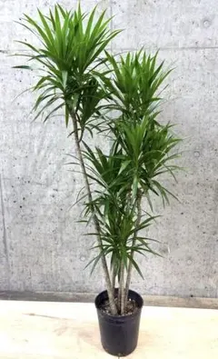 ♪ドラセナ　ナビー♪7号鉢直径約21㎝ 鉢底から葉先まで約136㎝ ♪ドラセナ ナビー♪7号鉢直径約21㎝ 鉢底から葉先まで約135㎝ - メルカリ