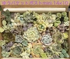 ミニマ錦入り 多肉植物寄せ植えセットA55のサムネイル