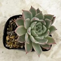 プリンセスティアラ 抜き苗 多肉植物 ミックスベリア おらいさん苗
