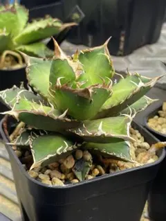 2026年最新】赤猫 アガベの人気アイテム - メルカリ