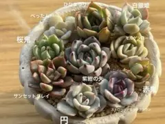 ❁おらいさん苗　ミックスベリア 10種セット⑨（抜き苗）