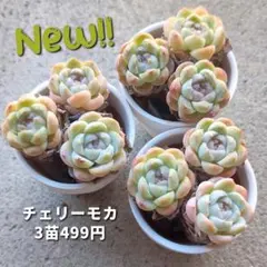 ともこ様 リクエスト 4点 まとめ商品