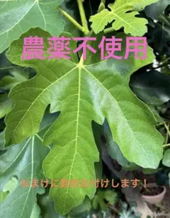 今が最盛期❗️イチジクの葉　約30枚のサムネイル