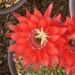 a*6様 多肉植物 花サボテン 両色白檀 カキコ（4株・チビ1株オマケ