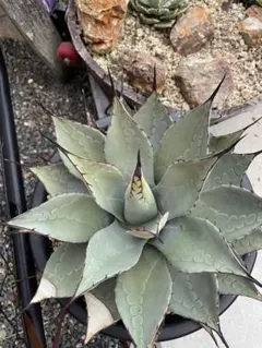 パリー　ハイブリッド　トランカータ　アプラナータ　子株付き パリー ハイブリッド トランカータ アプラナータ 子株付き