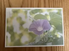 Item thumbnail for item e48b711f-6a29-4844-b642-d29225e21541