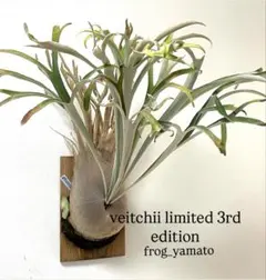 veitchii limited 3rd OC④ - メルカリ
