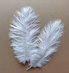 オーストリッチ 羽 １０枚 白　羽毛