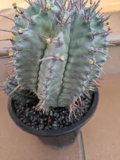 2026年最新】ユーフォルビアホリダの人気アイテム - メルカリ