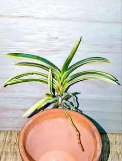 至宝の山採り品】富貴蘭 島の小人（香川県小豆島産） - メルカリ