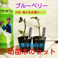 ひい様 リクエスト 3点 まとめ商品