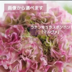 2026年最新】ラナンキュラス ポンポンの人気アイテム - メルカリ