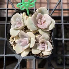 ラブリーローズ