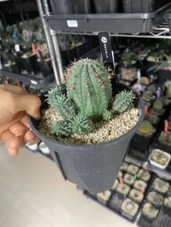 サボテン 高さ約30cm 直径約15cm 弁慶柱A 発根済み 7e6ff88e577679bd10a428964541a0