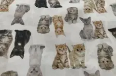 撥水加工ポリエステル子猫柄