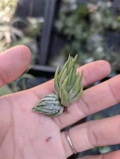 ひ*ろ様 Tillandsia loliacea Ex. Chee Kin - メルカリ