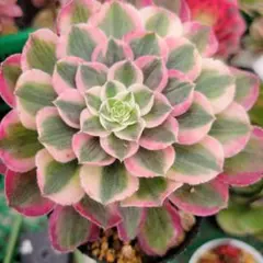 アロエ様 リクエスト 2点 まとめ商品