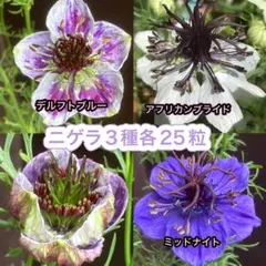 白龍様 リクエスト 2点 まとめ商品