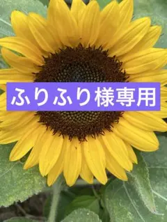 ふりふり様専用♡ワンデイズユーHelp Me! Dacto Pad 本体+詰替