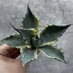 か*べ様 アガベ　特選　多肉植物 パラサナ ファイヤーボール　極上株のサムネイル