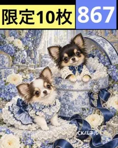 限定10枚！　チワワ 犬 レアパネル生地　無くなり次第終了です