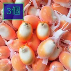 柴犬 スクイーズ 3個セット たまご型 おもちゃ しばこ 低反発素材 柔らかい