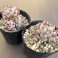 デイジー様 リクエスト 4点 まとめ商品