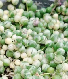 マーブルネックレス　グリーンネックレス　 斑入りグリーンネックレス　3種6本