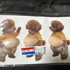 トイプードル　おなかシール