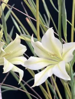 おれんじりんご様 リクエスト 2点 まとめ商品