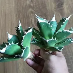 【極上最高級株】感謝祭！大きめオルカ　アガベ　カット株 極上最高級株】感謝祭！大きめオルカ アガベ カット株 極上最