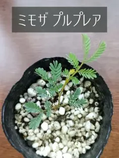 銀葉アカシア プルプレア ミモザ⑦ ベビー苗 観葉植物 シンボルツリー 記念樹に