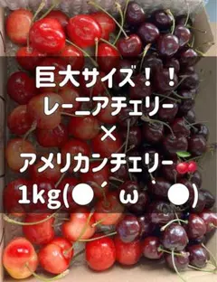 超希少8.5Rレーニアチェリー 高級チェリー食べ比べセット 2kg クール便