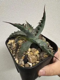 2025年最新】ジェントリージョーズの人気アイテム - メルカリ