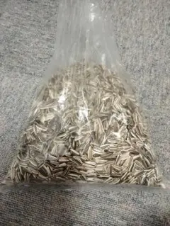 スーパージャンボひまわりの種 今だけ増量中モニター価格 販売中 大輪の花が咲く