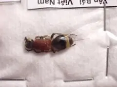 北米の真っ赤な大型アリバチ 昆虫 標本 蜂 - メルカリ