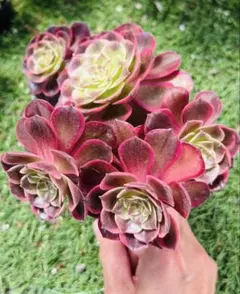 銅花順 多肉植物 アエオニウム 大群生 アエオニウム・銅花順錦群生（大） - メルカリ
