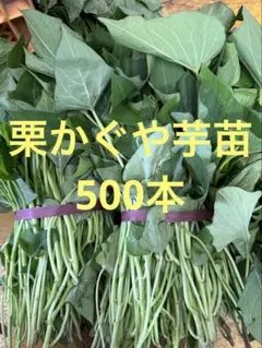 栗かぐや苗300本あまはづき50本 - メルカリ