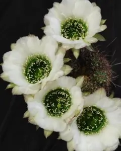 多肉植物 花サボテン ロビビア属 白花緑喉 カキコ - メルカリ