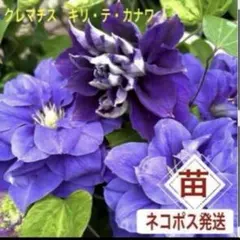 shukukofuji様 リクエスト 3点 まとめ商品