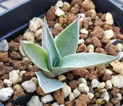 ★berry★様 リクエスト 2点 まとめ商品