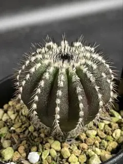 2026年最新】ペクチニフェラの人気アイテム - メルカリ