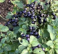 ガーデンハックルベリー　10Kg fit=scale-down,w=1200