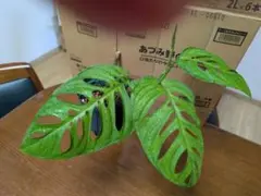 超モリモリ株‼️レア♡モンステラ♡エスケレート♡5号吊り♡鉢ごと