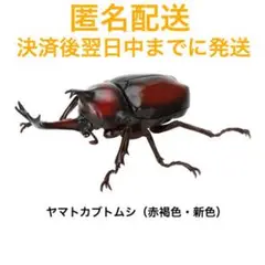 いきもの大図鑑 かぶとむし09 ヤマトカブトムシ 赤褐色 ガチャ